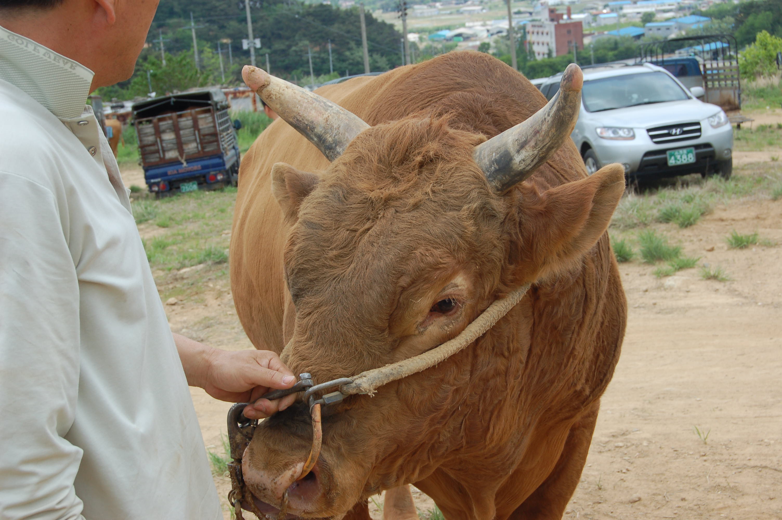 소 사진