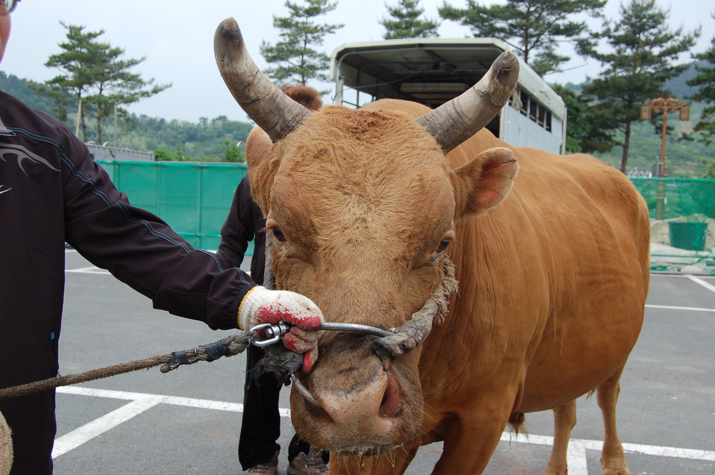 소 사진