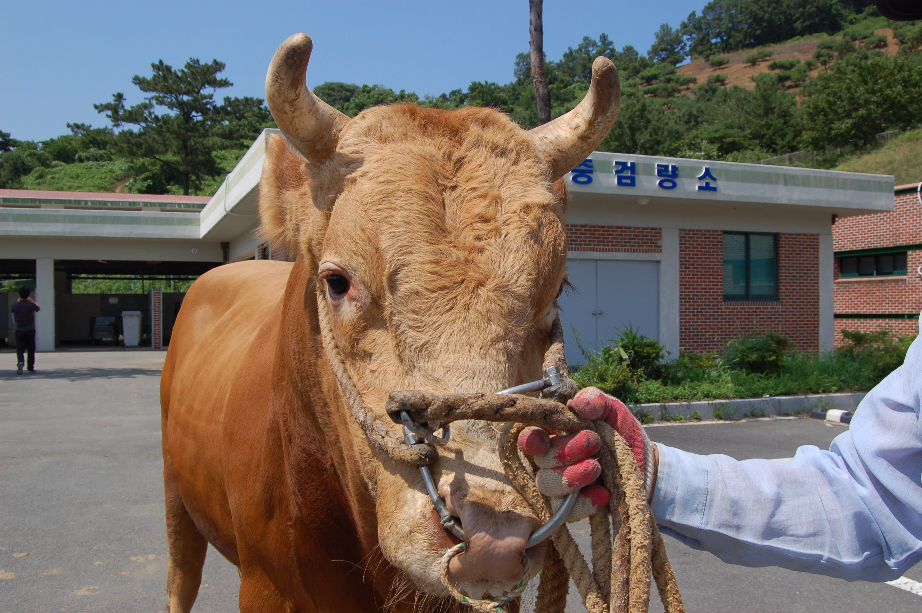 소 사진