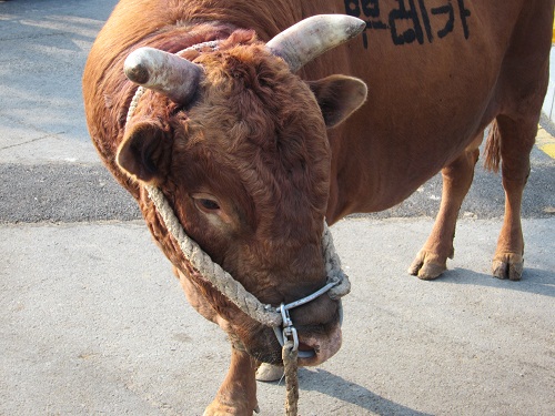 소 사진