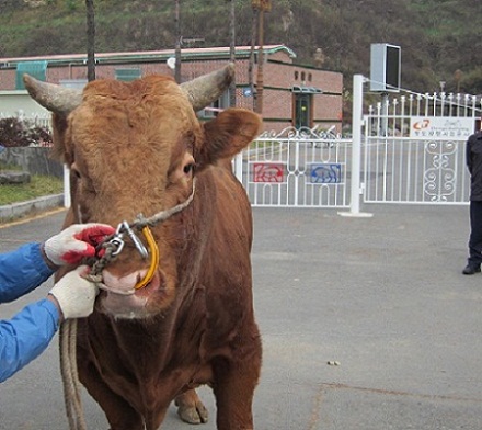 소 사진