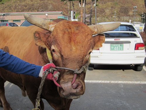 소 사진