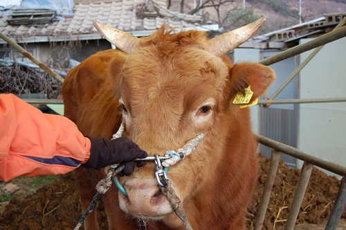 소 사진