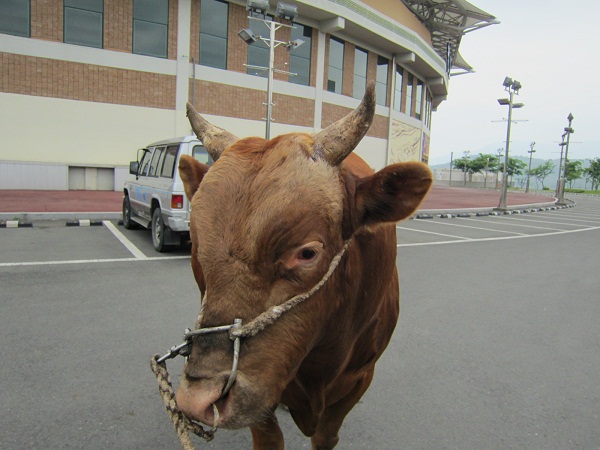 소 사진