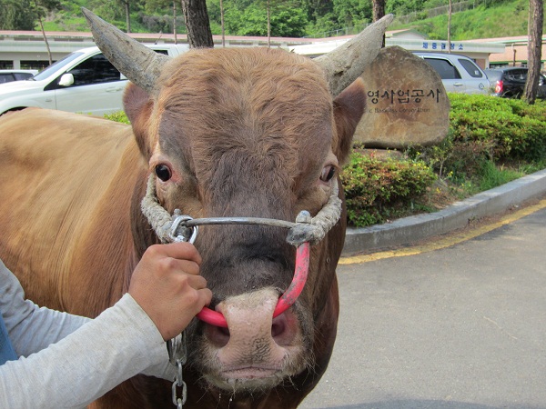 소 사진