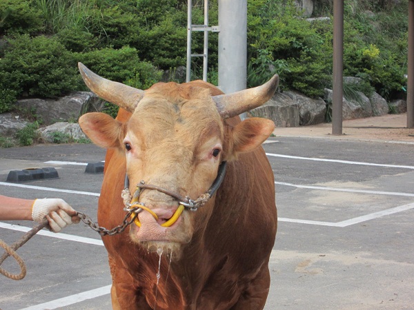 소 사진