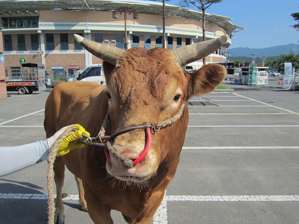 소 사진