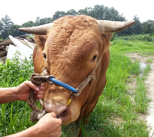 소 사진