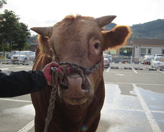 소 사진