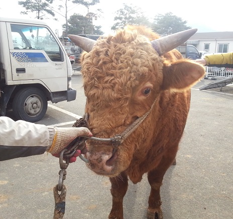 소 사진