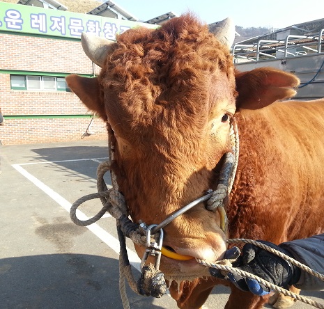 소 사진