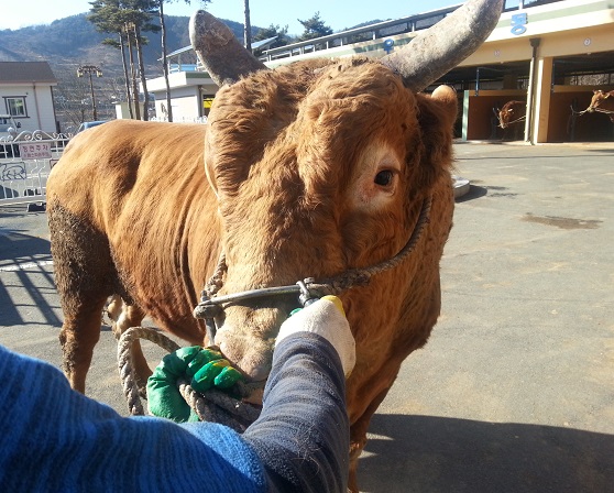 소 사진