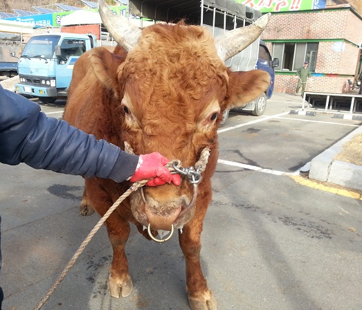 소 사진