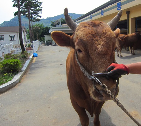 소 사진