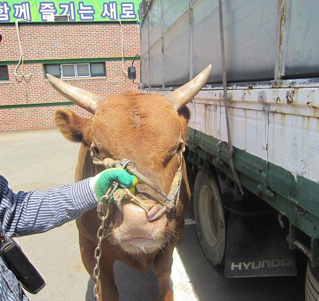 소 사진