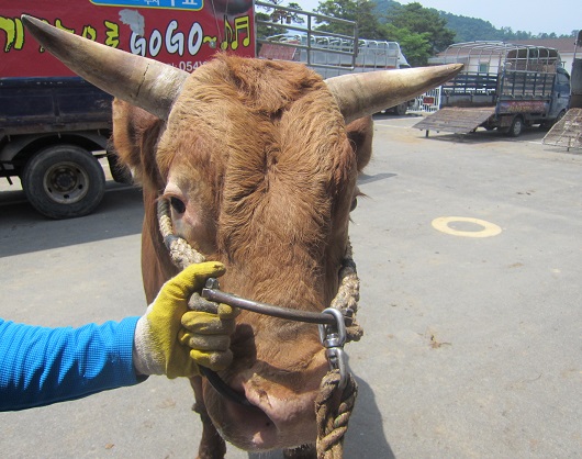 소 사진