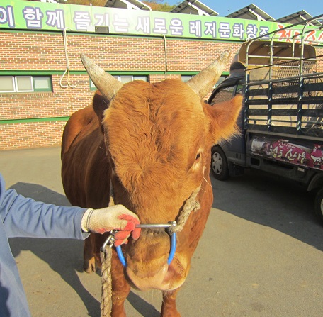 소 사진