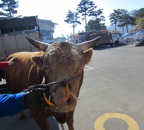 소 사진