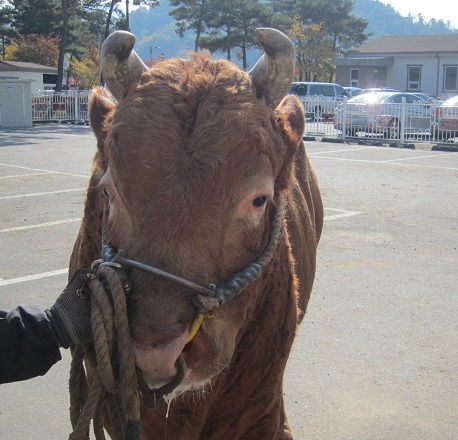 소 사진