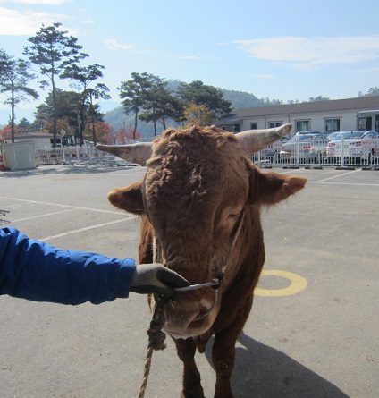 소 사진