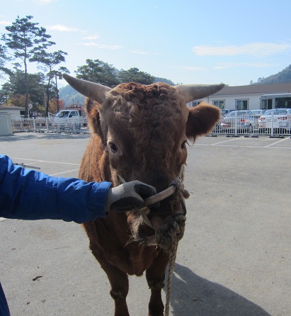 소 사진