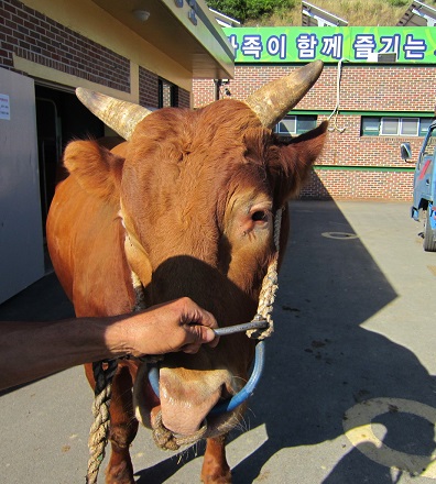 소 사진