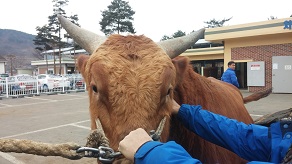 소 사진