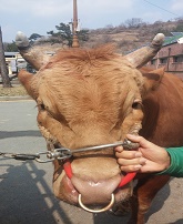 소 사진