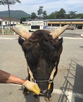 소 사진