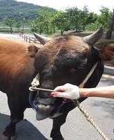 소 사진