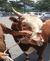 소 사진