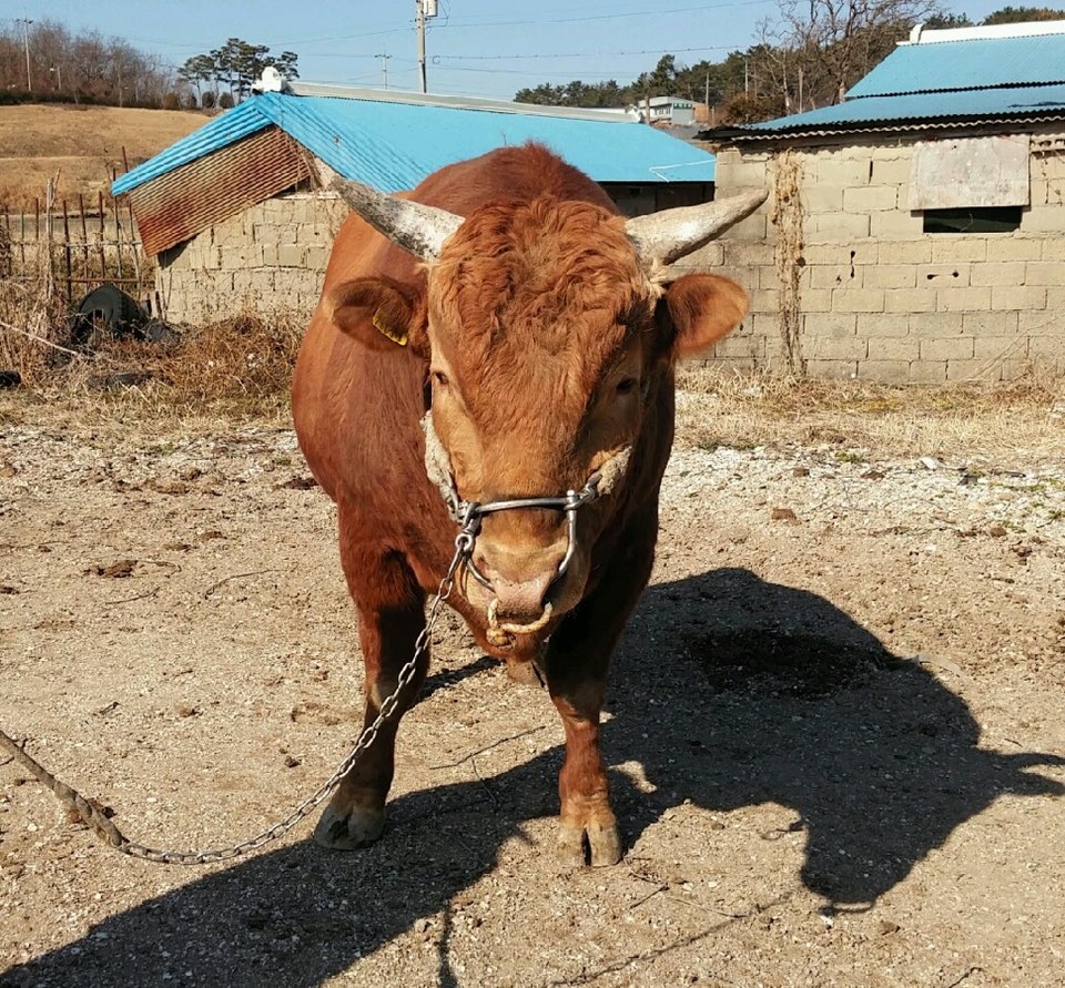 소 사진