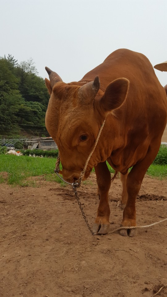 소 사진