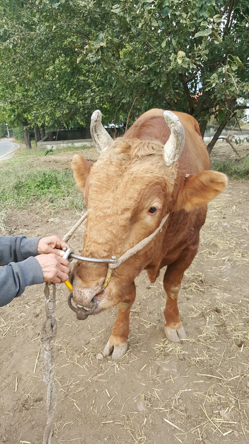 소 사진