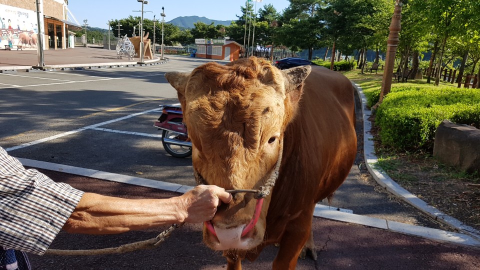 소 사진