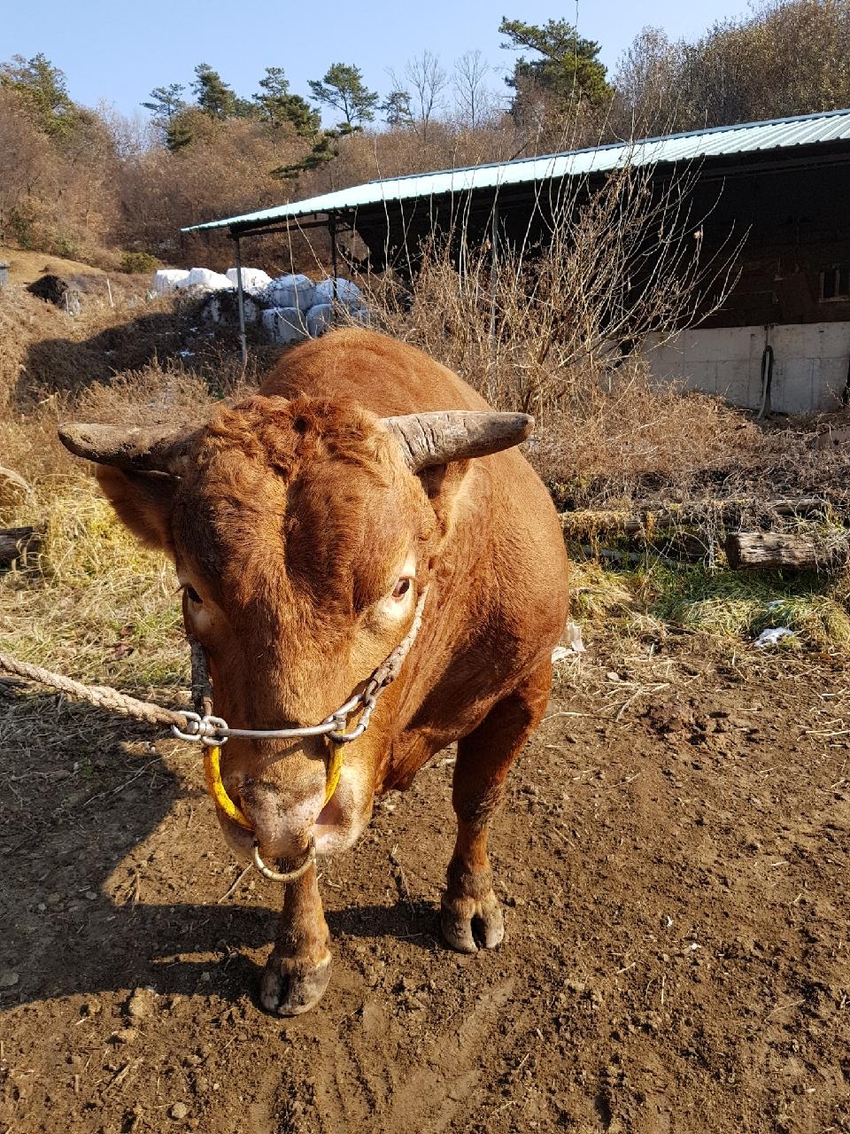 소 사진