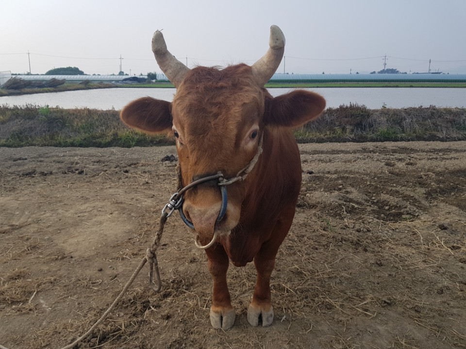 소 사진