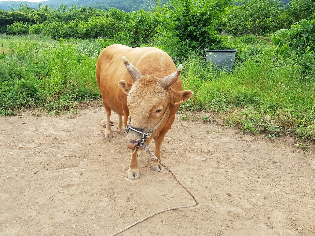 소 사진