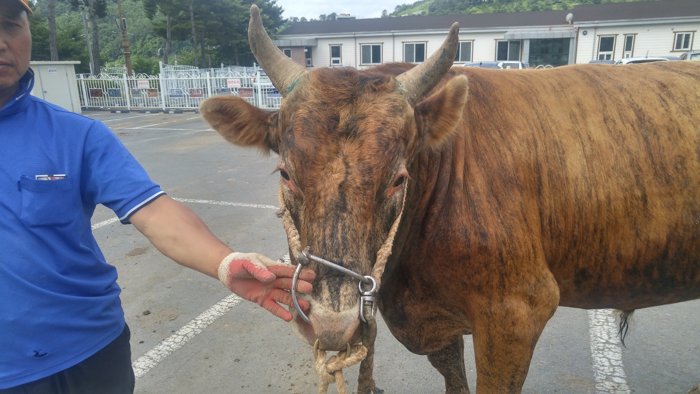 소 사진