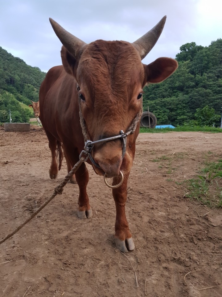 소 사진