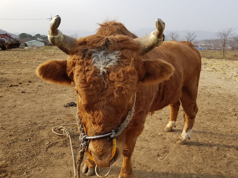 소 사진