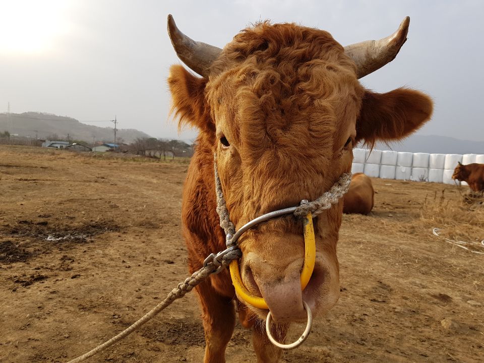 소 사진