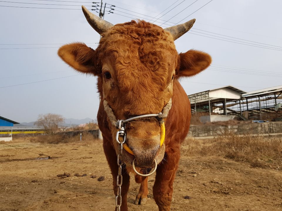 소 사진