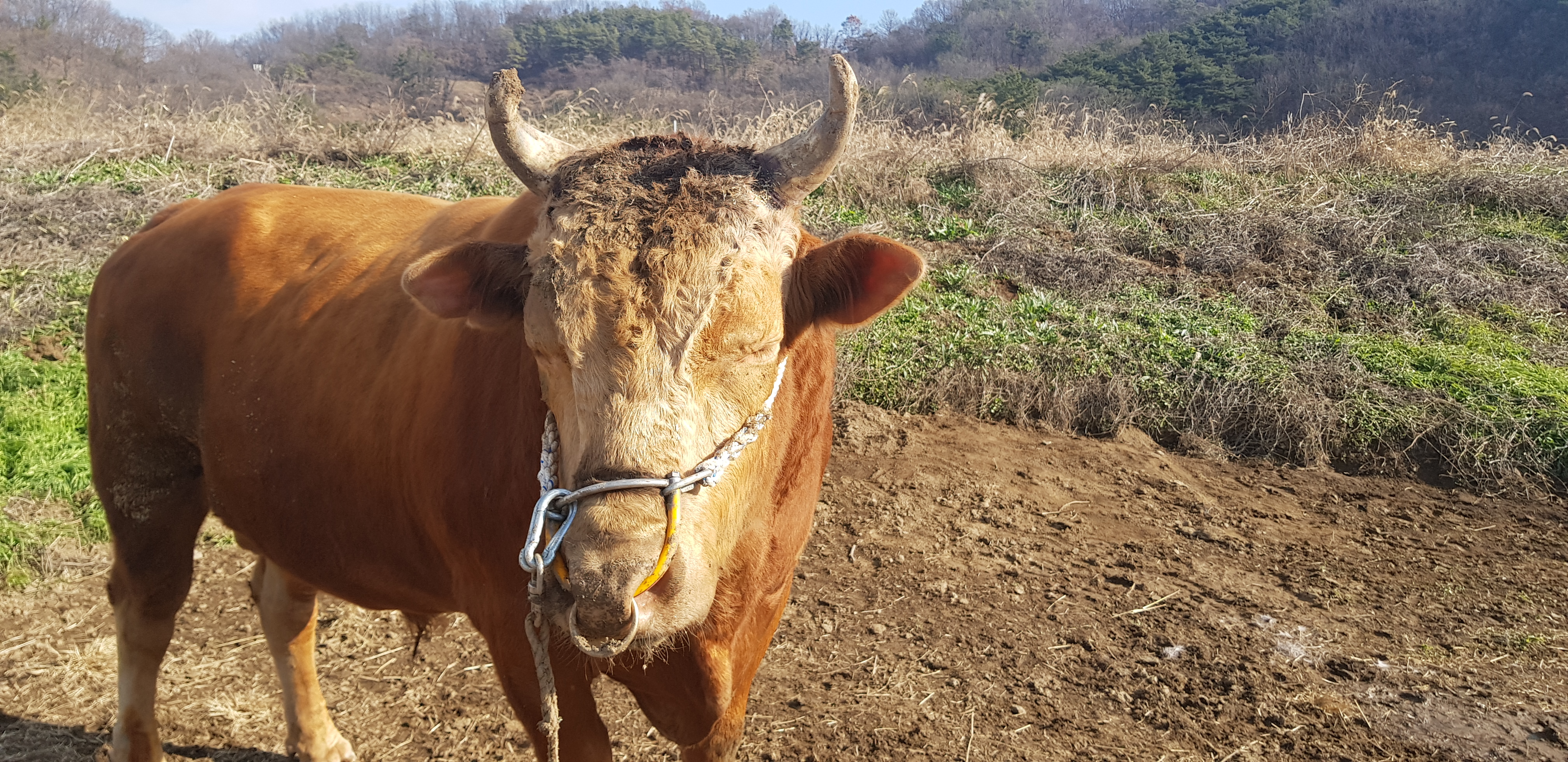 소 사진