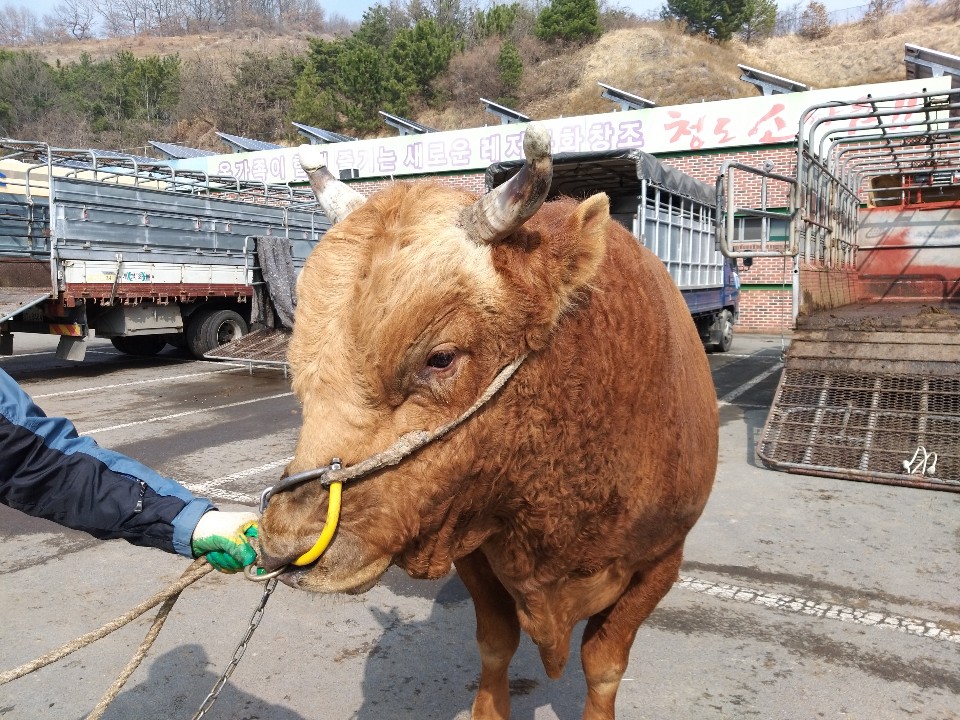 소 사진