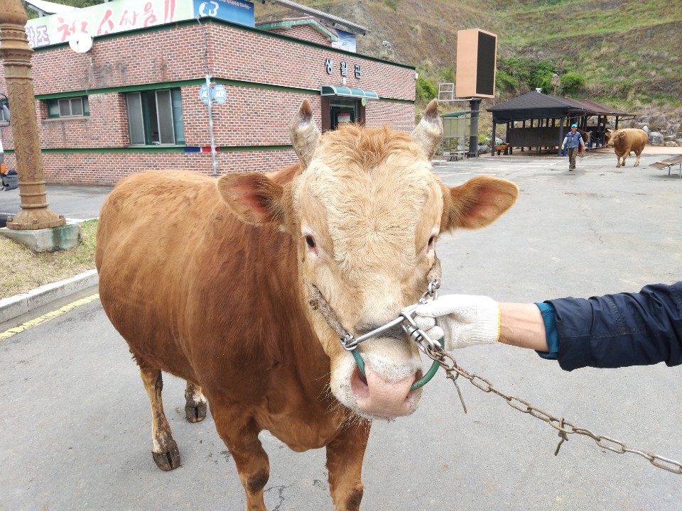 소 사진