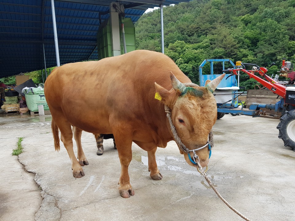 소 사진