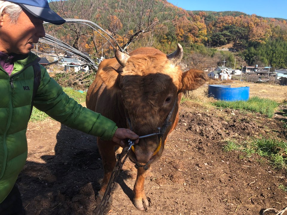 소 사진