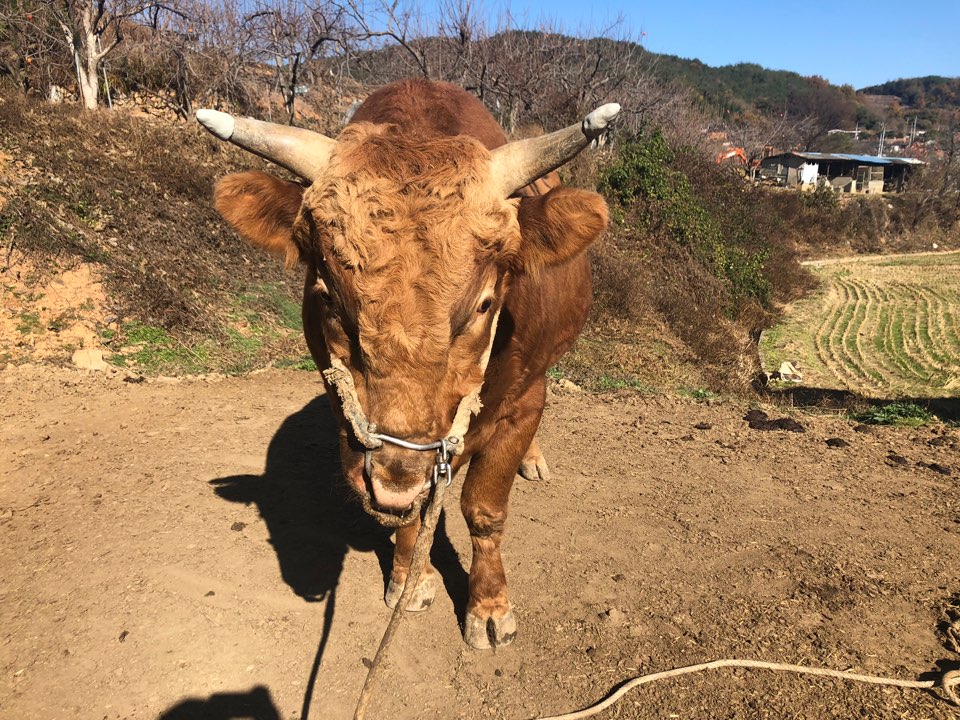 소 사진