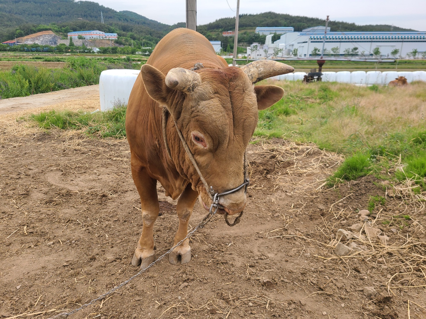 소 사진